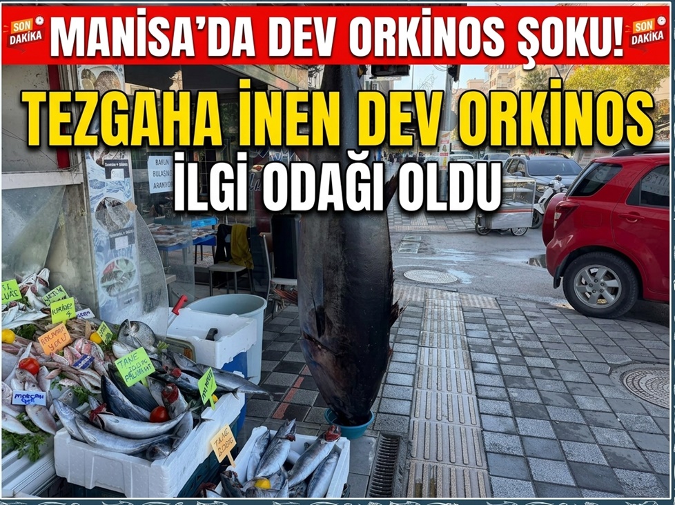 MANİSA'DA TEZGAHA İNEN DEV ORKİNOS İLGİ ODAĞI OLDU